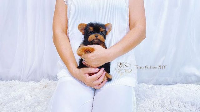 Baby doll outlet teacup yorkies